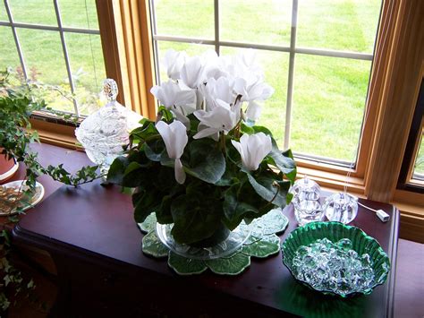 How to care for your cyclamen. How to Grow Cyclamen Indoors - Planters Place
