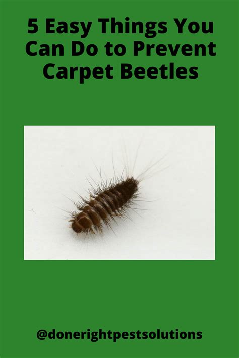5 Easy Things You Can Do To Prevent Carpet Beetles In 2022 Pest