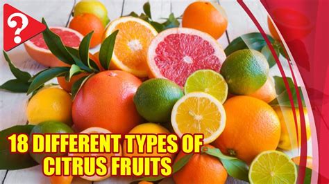 18 Different Types Of Citrus Fruits Youtube