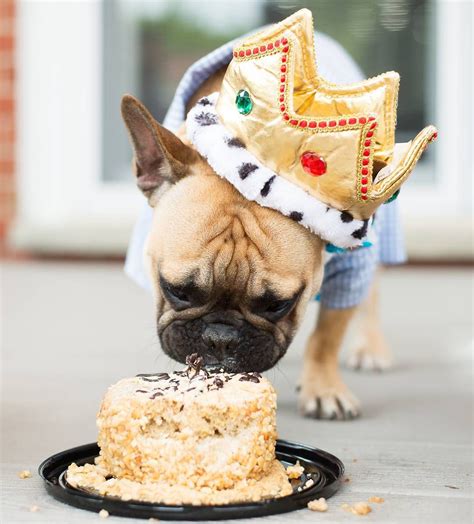 Crown Wearing Dog Eating Birthday Cake Via Mrmarcel Animals
