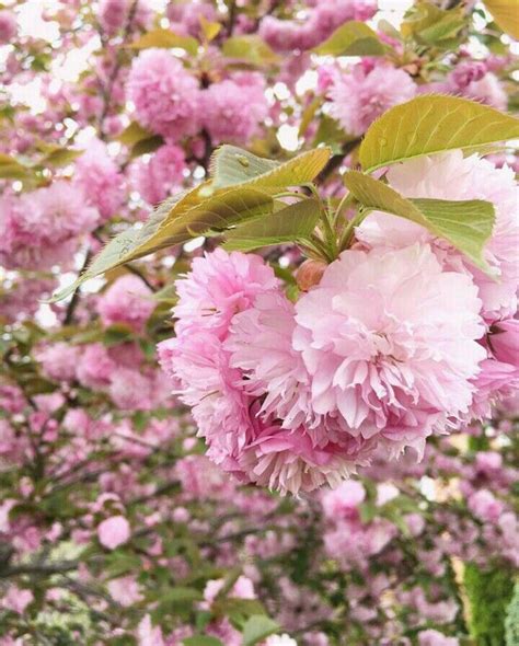 Cherry blossom trees do not actually bear their namesake fruit. Kwanzan cherry tree 😊