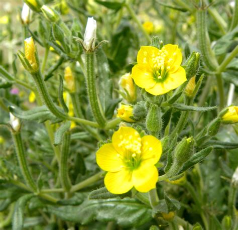 Yellow Wild Flowers Yellow Wildflower Identification Botanical