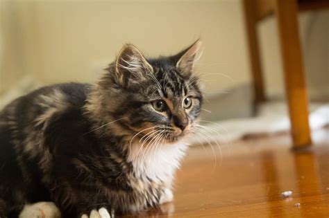 Mish Female Domestic Long Hair Cat In Vic Petrescue