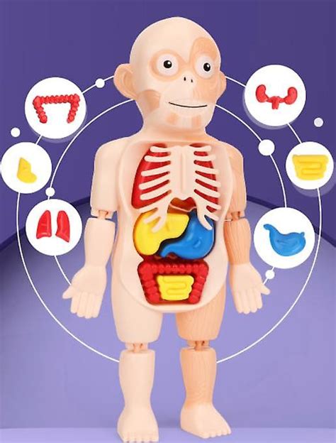 3d Puzzle Corpul Uman Anatomie Model De învățământ De învățare De