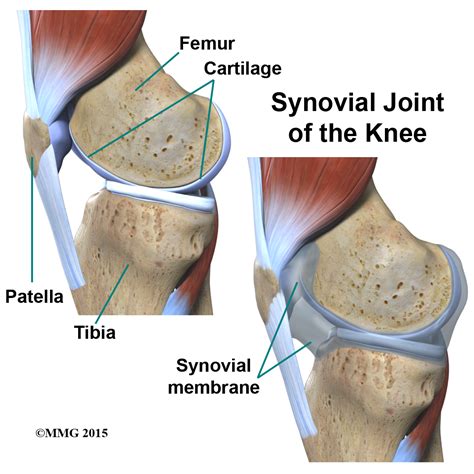 Knee Joint Anatomy Chart Chartex