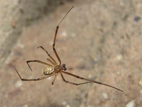 How dangerous are black widows, really? Black widow spider - Next Door Zoo