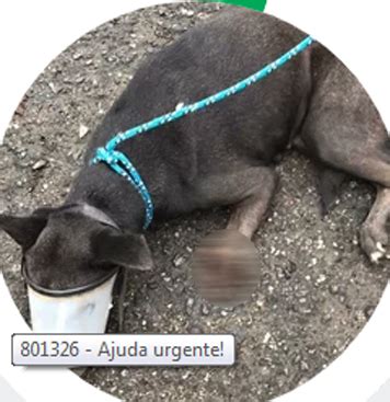 Vaquinha Online Criada Para Ajudar Cachorra Que Teve Pata Mutilada