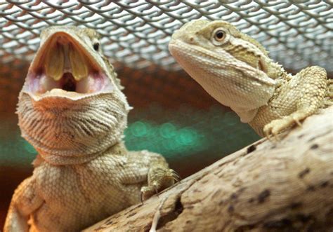 How To Tell The Gender Of Your Bearded Dragon Find Out Here All