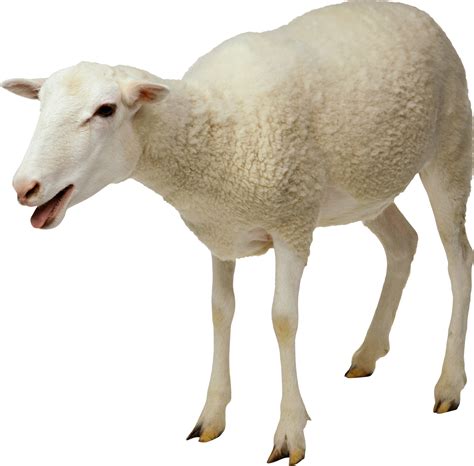 The Going Rate Of A Sheep Why Jews Need To Know This