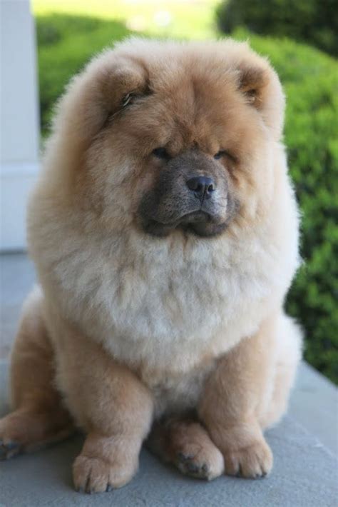 Chow Chow Protective Dog Breeds Dog Breeds Pets