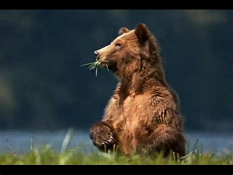 Encyclopaedia Of Babies Of Beautiful Wild Animals The Grizzly Bear