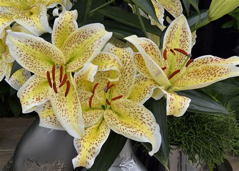 Buy Lily Bulbs Tigermoon Oriental Lily Gold Medal Winning Harts Nursery