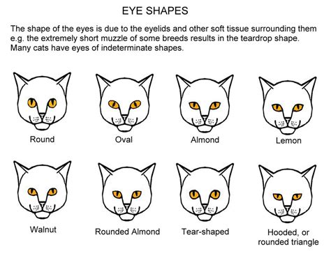 Eye Shapesjpeg Thecatsite