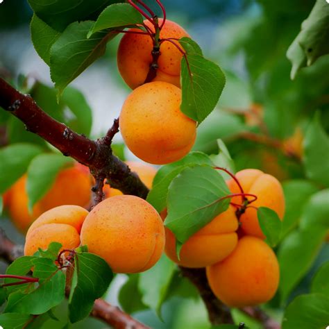 Apricot Seeds Manchurian Apricot Heirloom Untreated Non Gmo From Canada