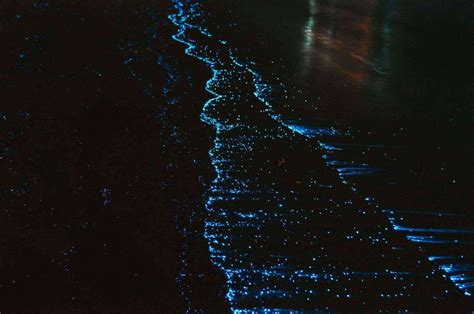 How To Experience The Magic Of Puerto Ricos Surreal Bioluminescent