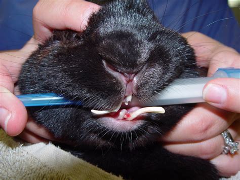 Dental Disease In Rabbits Chicago Exotics Animal Hospital