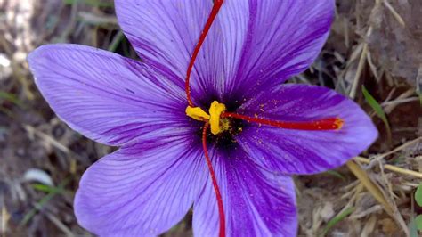 The Queens Herb Saffron Magical Properties And Uses Magical Herbs