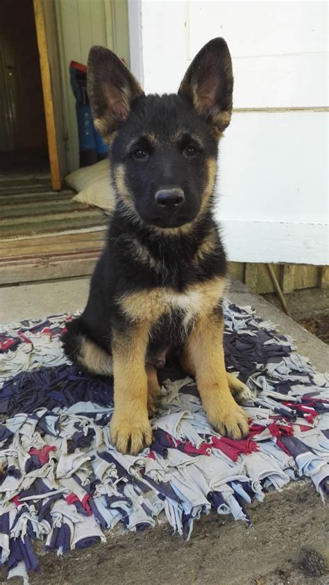 My Little German Sheperd Boy Mako Is Growing Bigger And Bigger Every