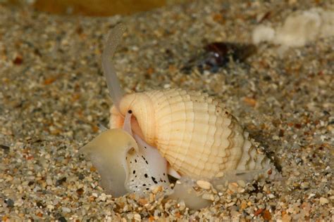 It's popular in europe, where it is commonly served at seaside stands in britain, on seafood platters at brasseries in france (where it's known as bourgot ), and in pasta dishes and salads in italy (where. Gastropods - Snails, Sea Slugs, Sea Hares, Nudibranchs