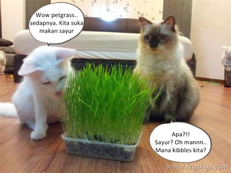 Kita bisa jadi pernah mengalami atau melihat realitas kucing menggigit. Kenapa Kucing Makan Rumput?