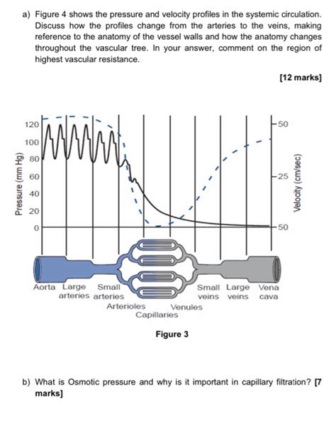 A Figure 4 Shows The Pressure And Velocity Profiles In The Systemic
