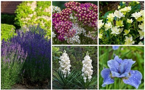 Deer and rabbits generally avoid strongly scented plants, prickly or fuzzy foliage, and leathery leaves. 15 Rabbit Resistant Perennials (Photos) | Rabbit resistant ...