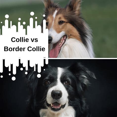 Collie Vs Border Collie ¿cuál Es El Perro Pastor Adecuado Para Ti