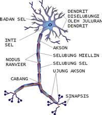 Jaringan otot dibagi menjadi 3 jenis, yaitu : Neuron dapat diklasifikasikan berdasarkan fungsi atau ...