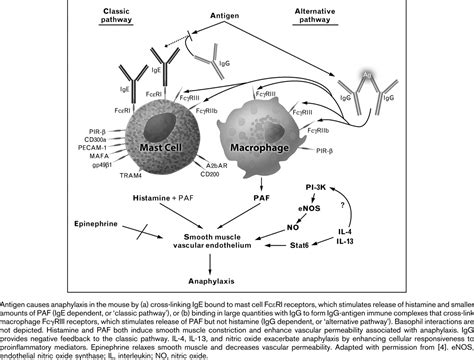 Pathophysiology Of Anaphylaxis Current Opinion In Allergy And