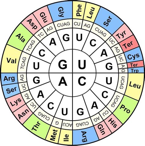 How To Use Dna Codon Table Elcho Table