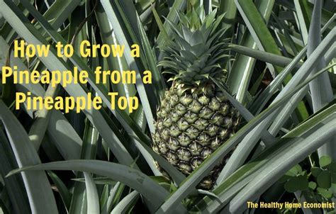 How To Grow A Pineapple Video Demo Healthy Home Economist