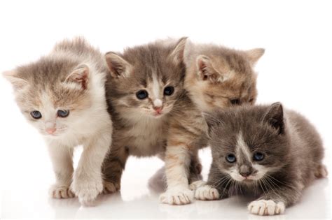 Need to Sell Fast? Hire Kittens! | RISMedia\'s Housecall