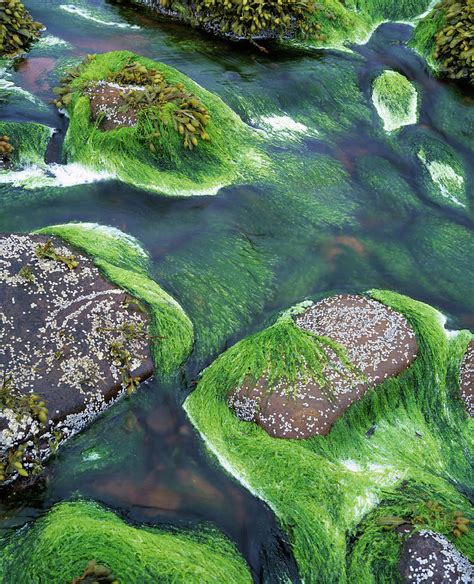Green Algae Photograph By Simon Fraserscience Photo Library Fine Art