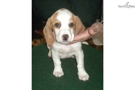 Ckc/ukc beagle puppies, ukc reg'd redbones & bluetick coonhounds for hunting and companions. Bluetick Beagle Puppies For Sale In Arkansas