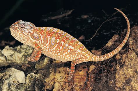 Chameleon | Description, Camouflage, & Facts | Britannica