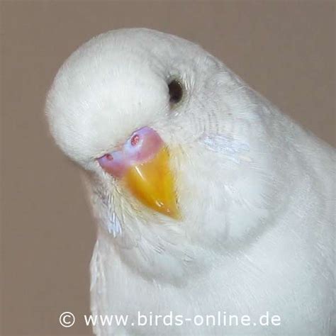 Birds Online General Facts About Budgies How To Find Out About A Budgie S Sex
