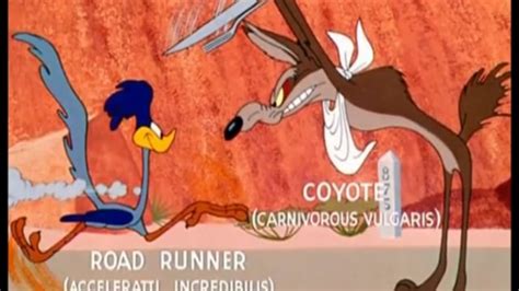 wile e coyote and the road runner western animation tv tropes
