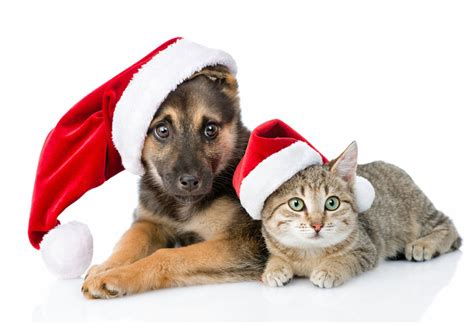 Puppy Dog And Kitten Wearing Santa Hats Dog Photography