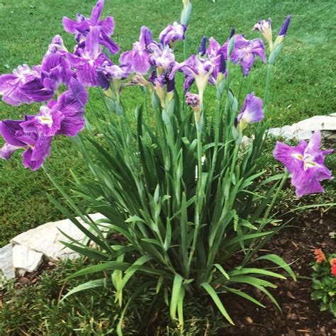 Iris Tectorum Japanese Roof Iris In Gardentags Plant Encyclopedia