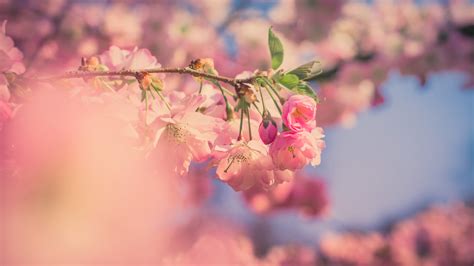 2048x1152 Pink Flowers 5k 2048x1152 Resolution Hd 4k Wallpapers Images