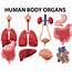 Premium Vector  Different Type Of Human Body Organs