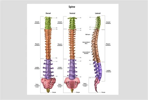 Printable Spine Diagram With Labels The Vertebral Col