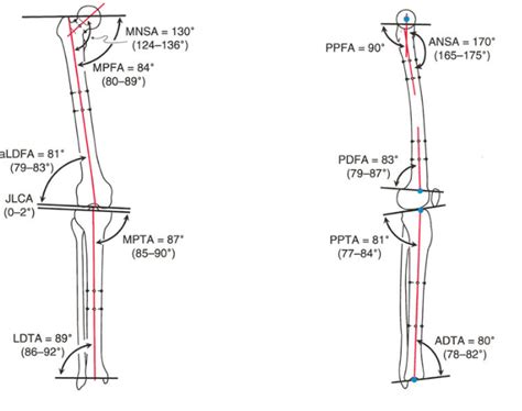 Normal Alignment Of Lower Limb Axes And Orientation Bone And Spine