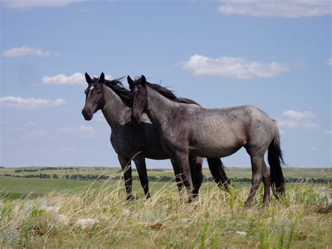Filenokota Horses Wikimedia Commons