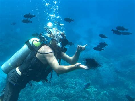 reef dancer lahaina 2020 all you need to know before you go with photos tripadvisor