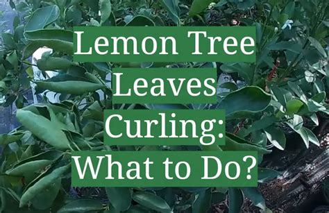 Lemon Tree Leaves Curling What To Do Gardenprofy