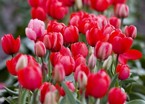 Six Tips For What To Do After Tulips Bloom