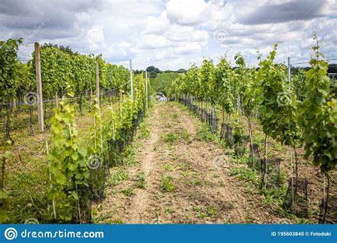Grapevine Rows At A Vineyard Estate On A Sunny Day Stock Photo Image