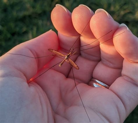 The Mysterious And Brief Life Of Crane Flies Great