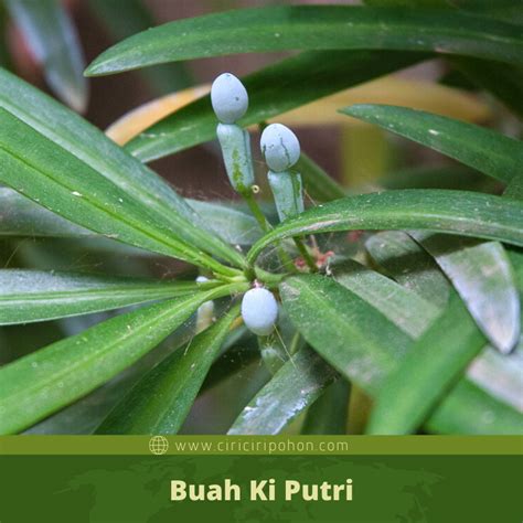 Ciri Ciri Pohon Ki Putri Podocarpus Neriifolius Di Alam Liar